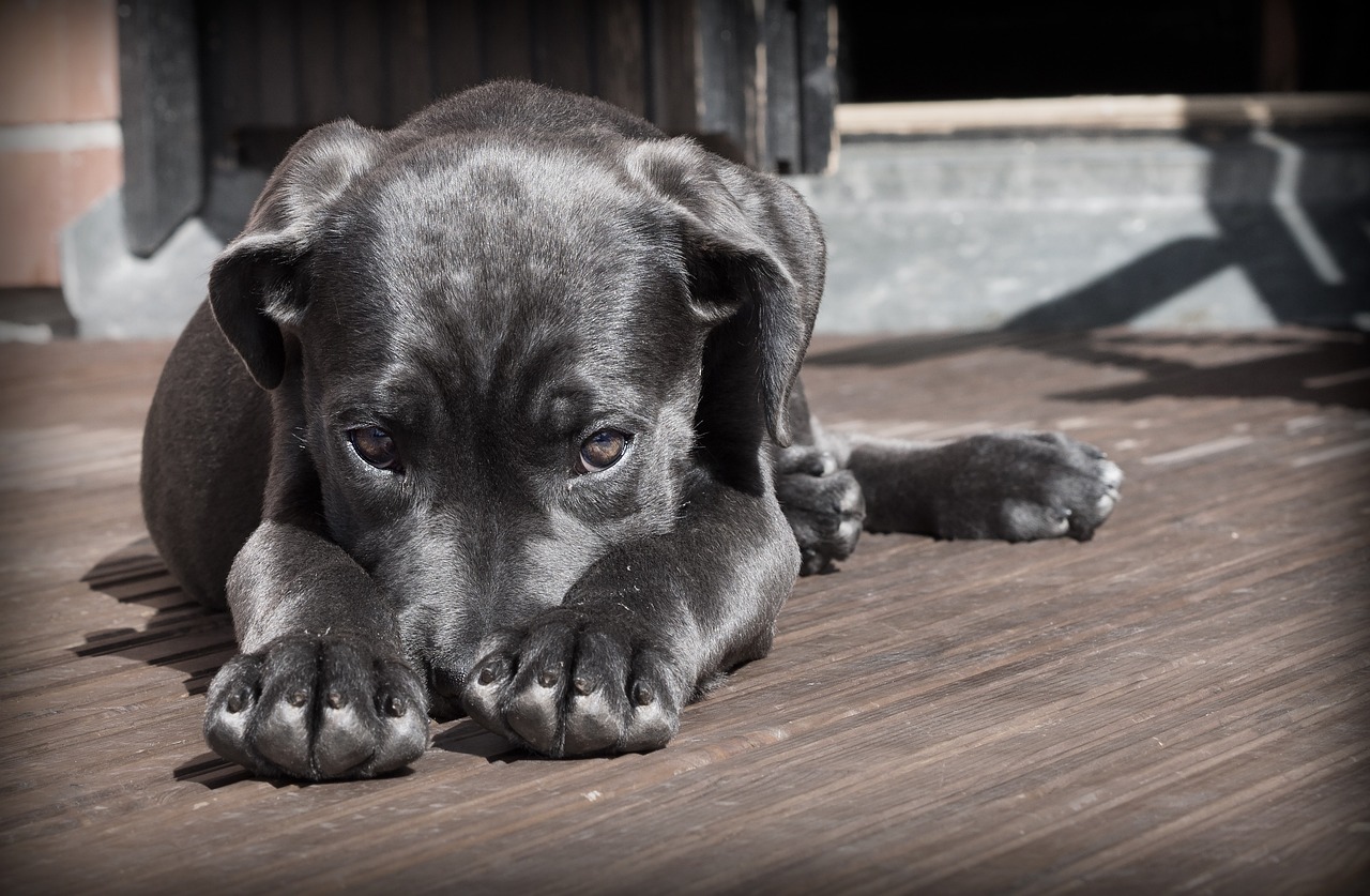 Es alarmante la correlación entre el maltrato animal y la violencia de género Foto: Winsker / Pixaby